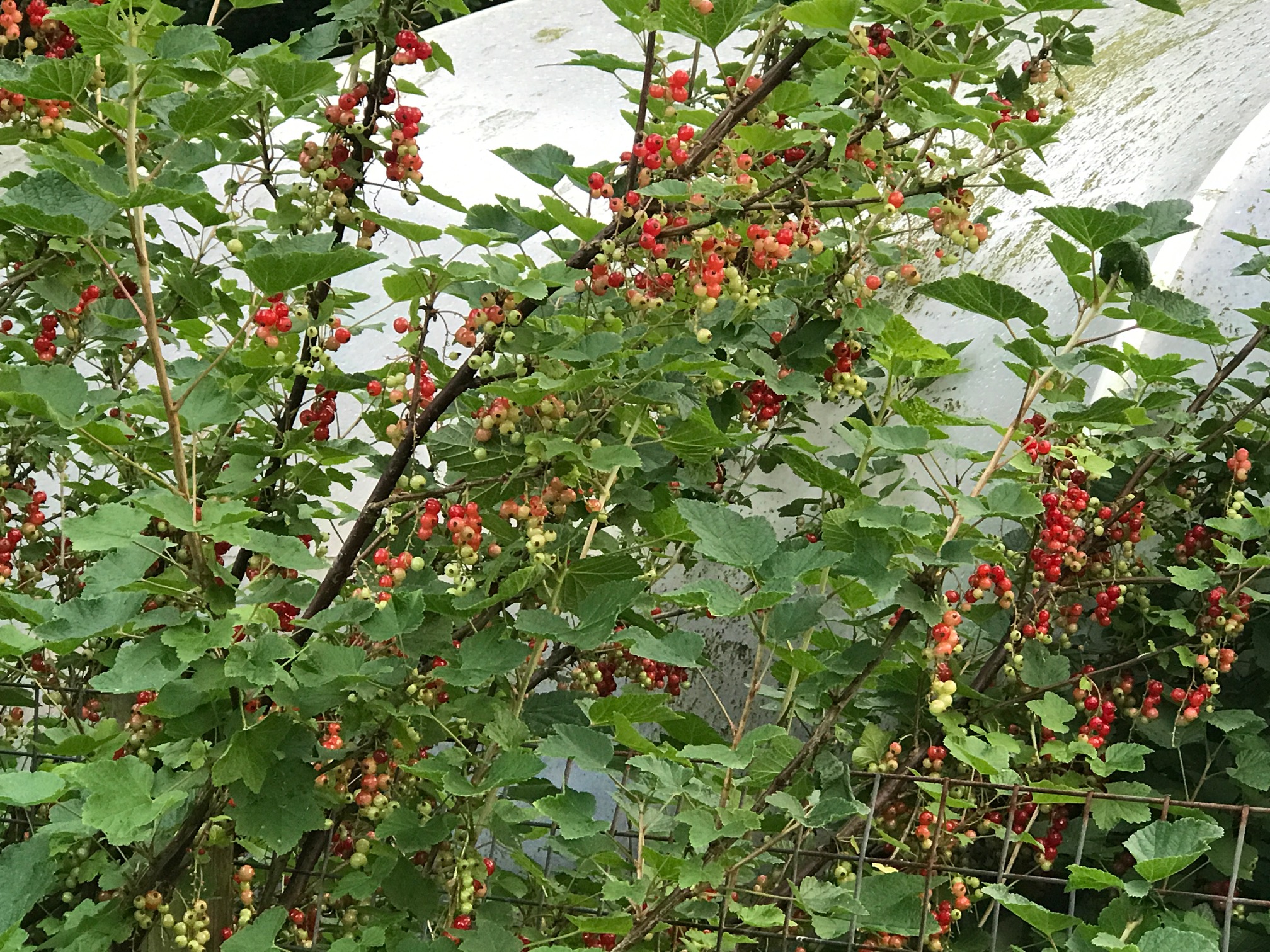 What do you do with red currants? – Smithy Brook Diary – grow-it-cook ...